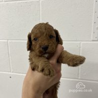 Cockapoo - Both