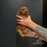 Cockapoo - Both