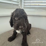 Cockapoo - Both