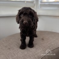 Cockapoo - Both