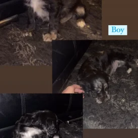 Cocker Spaniel (Working &amp; Show) - Both