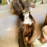 Cocker Spaniel (Working & Show) - Both