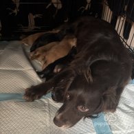 Cocker Spaniel (Working & Show) - Both