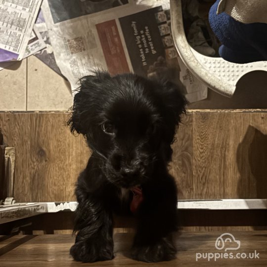 Cocker Spaniel (Working & Show) - Both