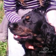 Cocker Spaniel (Working & Show) - Both