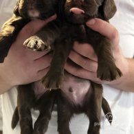 Cocker Spaniel (Working & Show) - Both