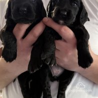 Cocker Spaniel (Working & Show) - Both