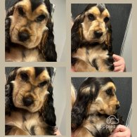 Cocker Spaniel (Working & Show) - Both