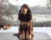 Cocker Spaniel (Show)