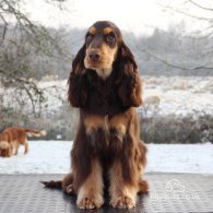 Cocker Spaniel (Working & Show)