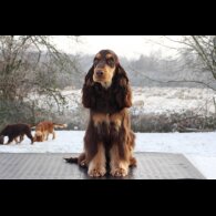 Cocker Spaniel (Working &amp; Show)