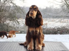 Cocker Spaniel (Show)
