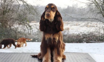 Cocker Spaniel (Show)