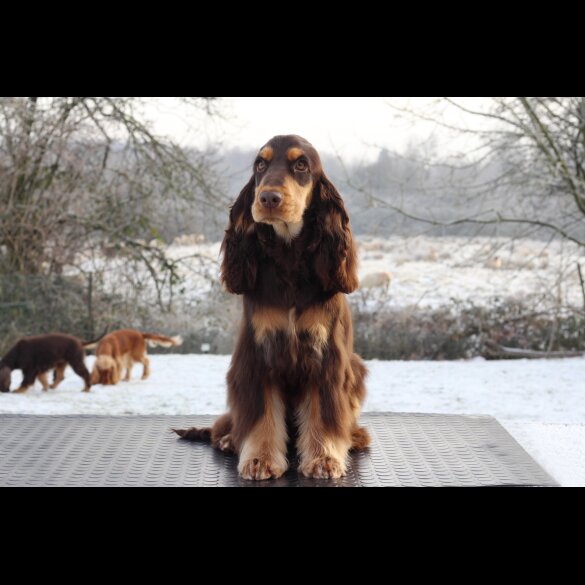 Cocker Spaniel (Working &amp; Show)