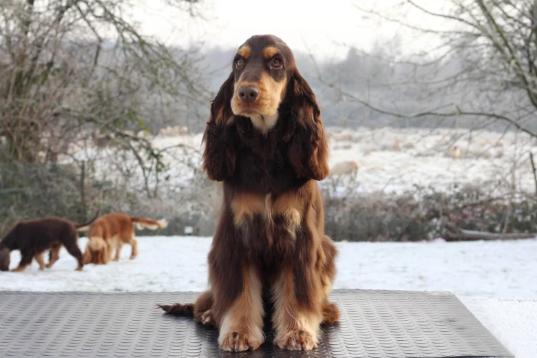 Cocker Spaniel (Show)