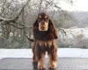 Cocker Spaniel (Show)