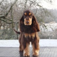 Cocker Spaniel (Working & Show)