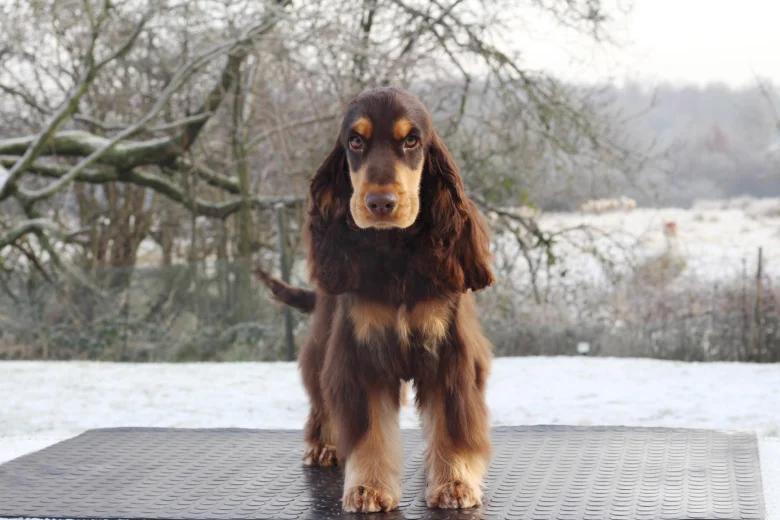 Cocker Spaniel (Show)
