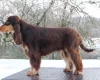 Cocker Spaniel (Show)