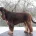 Cocker Spaniel (Show)