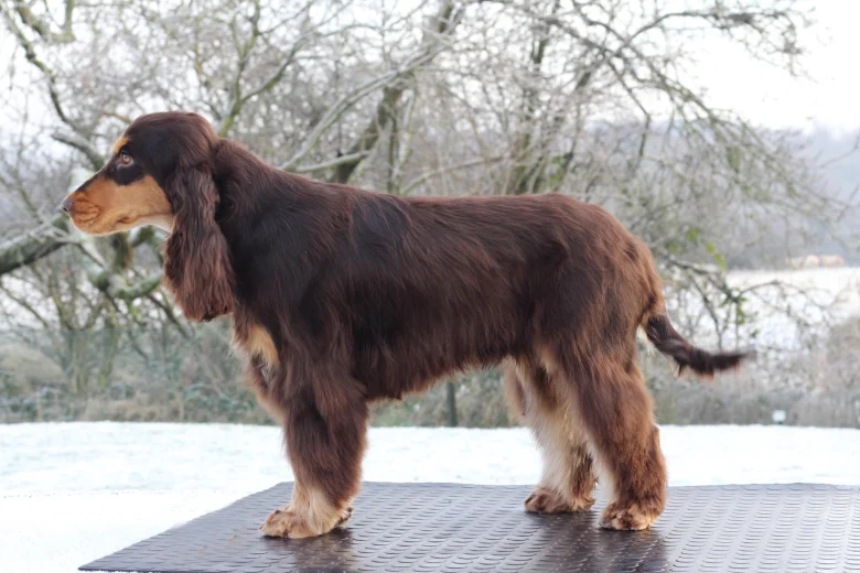 Cocker Spaniel (Show)