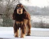Cocker Spaniel (Show)