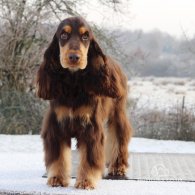 Cocker Spaniel (Working & Show)