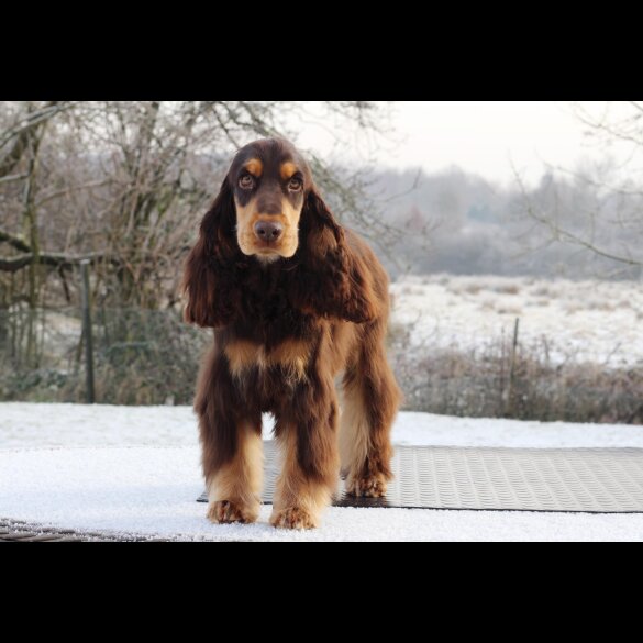 Cocker Spaniel (Working &amp; Show)