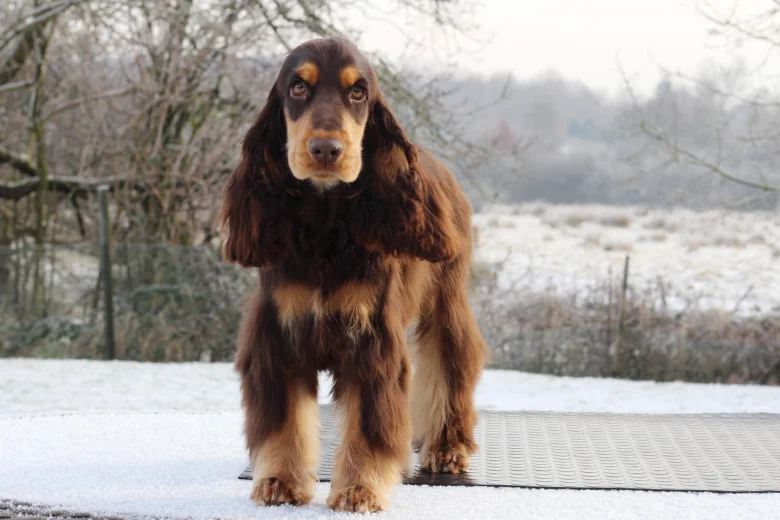 Cocker Spaniel (Show)