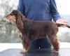 Cocker Spaniel (Show)