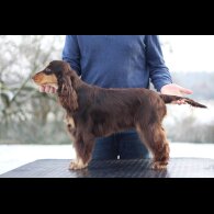 Cocker Spaniel (Working &amp; Show)