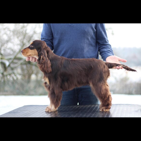 Cocker Spaniel (Working &amp; Show)