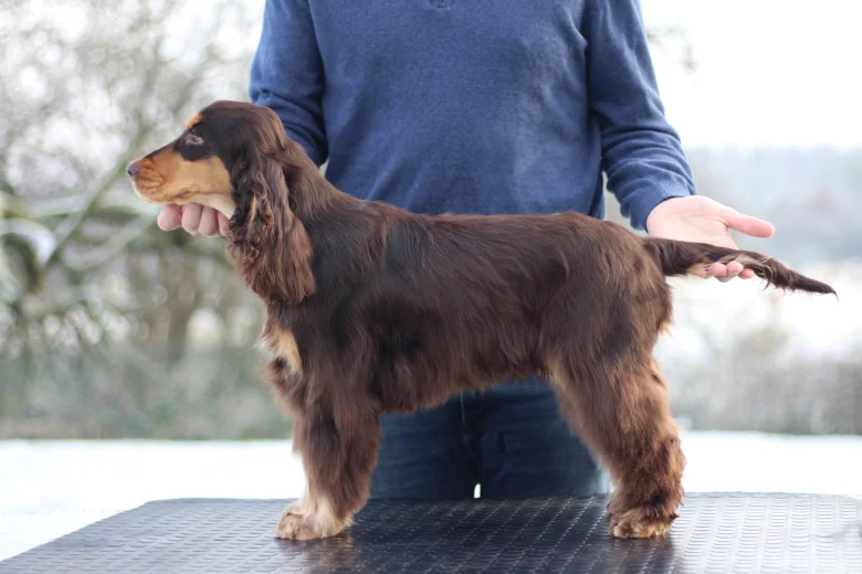 Cocker Spaniel (Show)