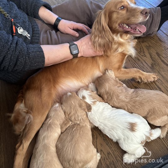 Cocker Spaniel (Working & Show) - Both