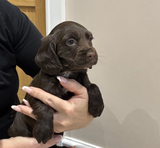 Cocker Spaniel (Working &amp; Show)