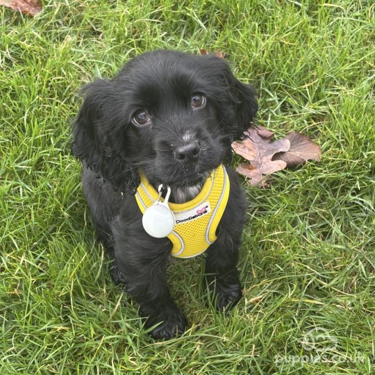 Cocker Spaniel (Working & Show) - Dogs