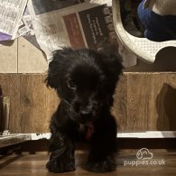 Cocker Spaniel (Working & Show) - Dogs