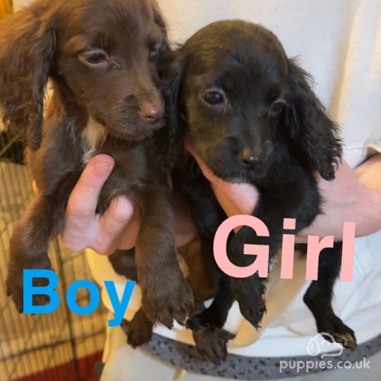 Cocker Spaniel (Working & Show) - Both