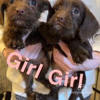 Cocker Spaniel (Working & Show) - Both