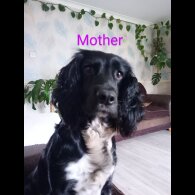 Cocker Spaniel (Working &amp; Show) - Both