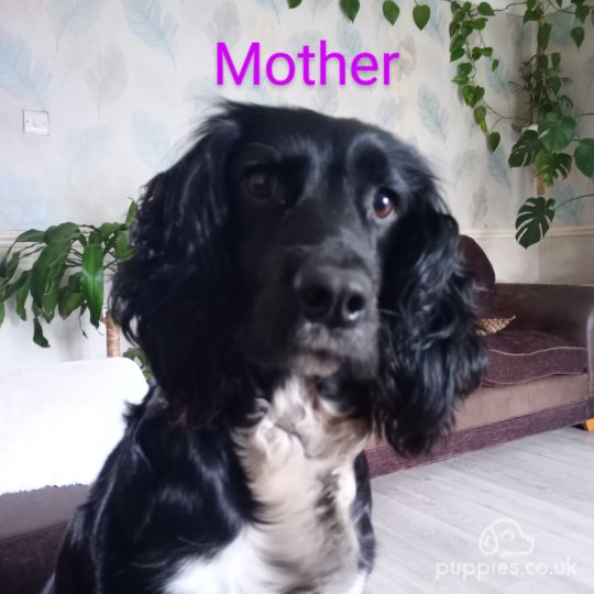 Cocker Spaniel (Working & Show) - Both