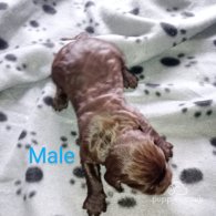 Cocker Spaniel (Working & Show) - Both