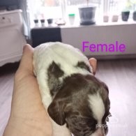 Cocker Spaniel (Working & Show) - Both