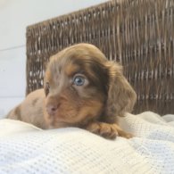 Cocker Spaniel (Working & Show) - Both