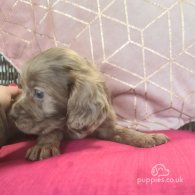 Cocker Spaniel (Working & Show) - Both