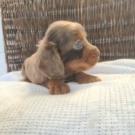 Cocker Spaniel (Working & Show) - Both