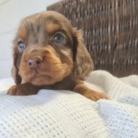 Cocker Spaniel (Working & Show) - Both