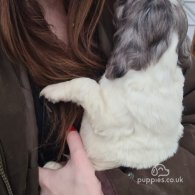 Cocker Spaniel (Working & Show) - Both