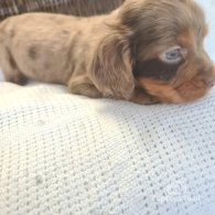 Cocker Spaniel (Working & Show) - Both