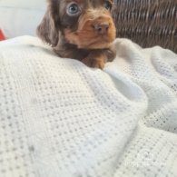 Cocker Spaniel (Working & Show) - Both